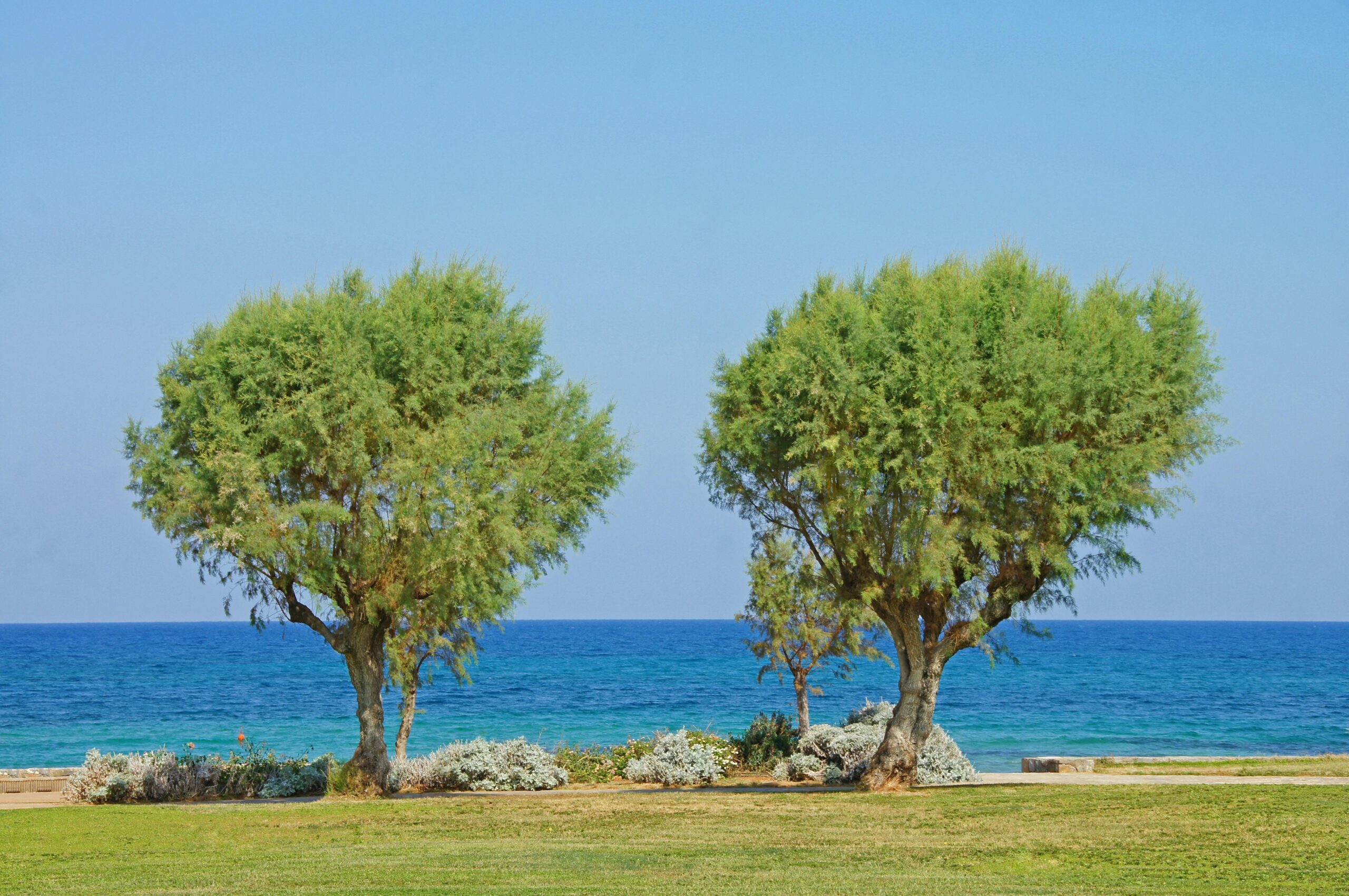 Seaside Landscape with Horizon - Trees and Ocean - Coastal Paradise